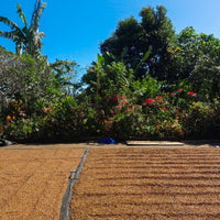 Bali Kala Patra Hybrid Wash