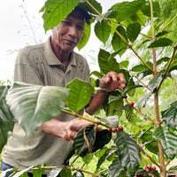 Bali Kala Patra Hybrid Wash