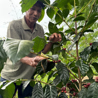 Bali Kala Patra Anaerobic Honey