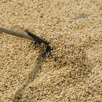 Gayo Kenawat Manis Madu