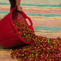 Gayo Kenawat Manis Madu