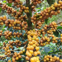 Los Regalos Microlot