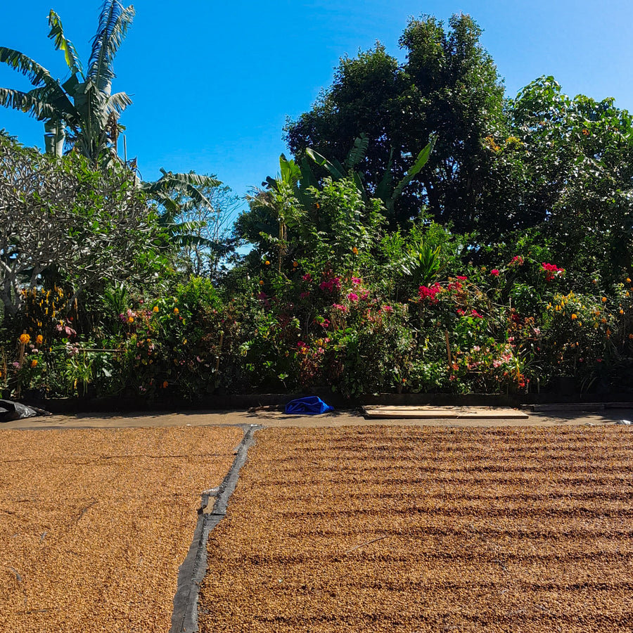 Bali Kala Patra Hybrid Wash