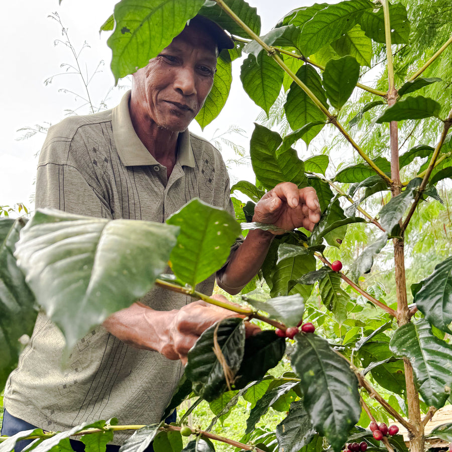 Bali Kala Patra Hybrid Wash