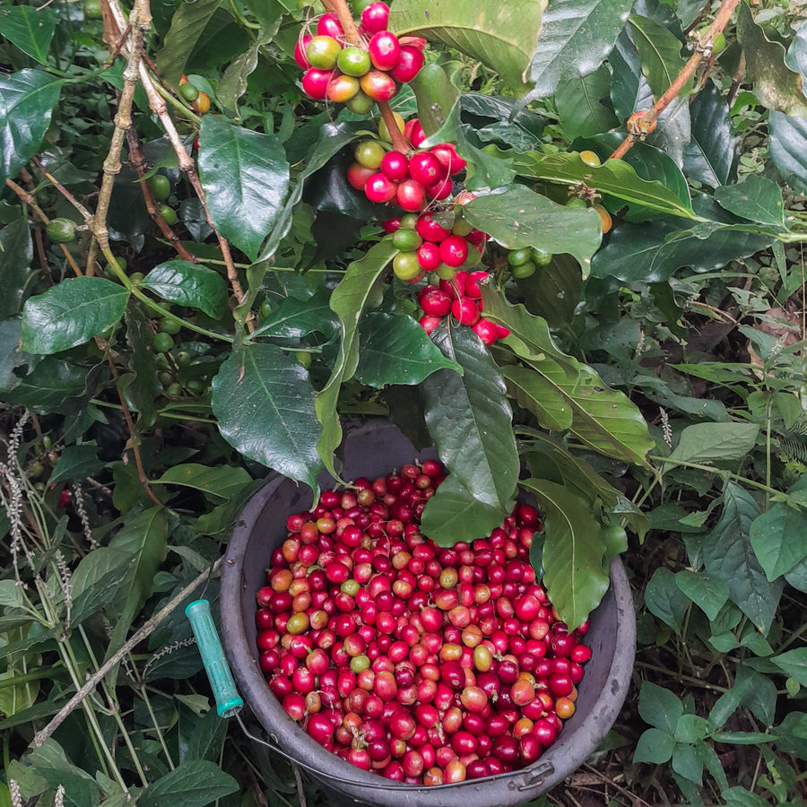 Bali Kala Patra Anaerobic Honey