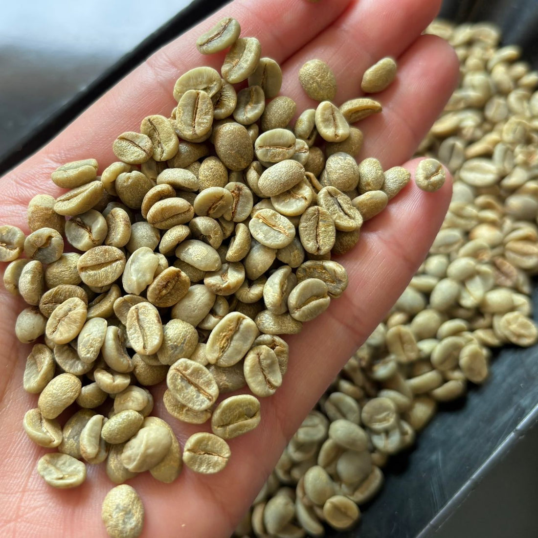 Brazil Fazenda Santa Jucy