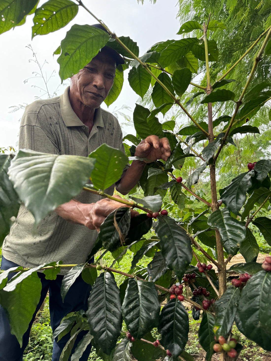 Bali Kala Patra Anaerobic Honey