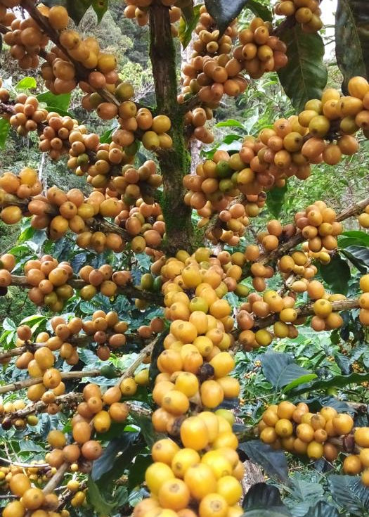 Los Regalos Microlot